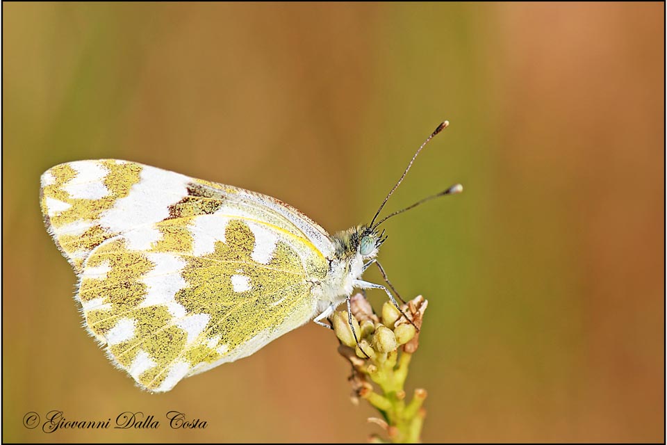 Pontia edusa in deposizione